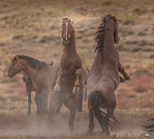 UtahPhotography-17