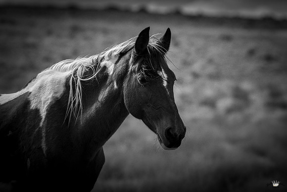 UtahPhotography-177