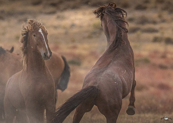 UtahPhotography-18