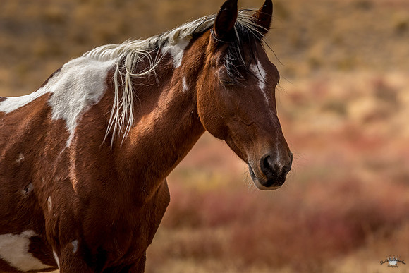UtahPhotography-178