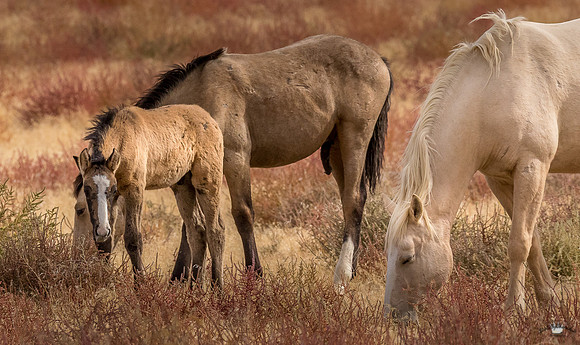 UtahPhotography-183