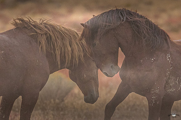 UtahPhotography-19
