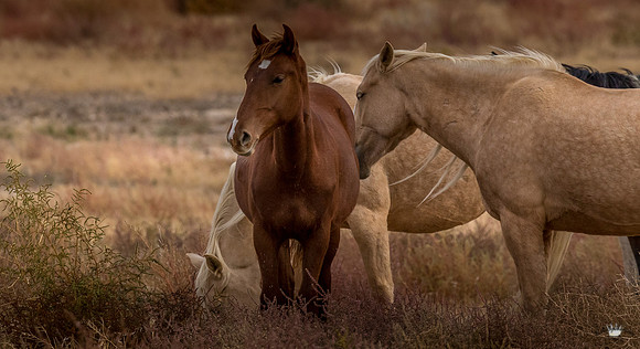UtahPhotography-187
