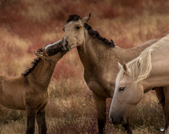 UtahPhotography-191