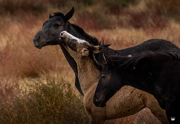 UtahPhotography-193