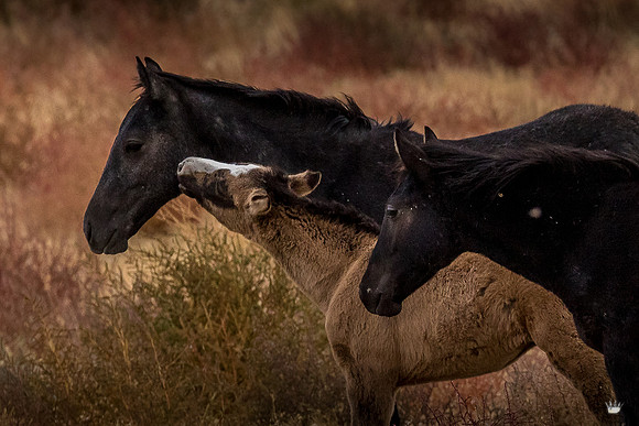 UtahPhotography-194