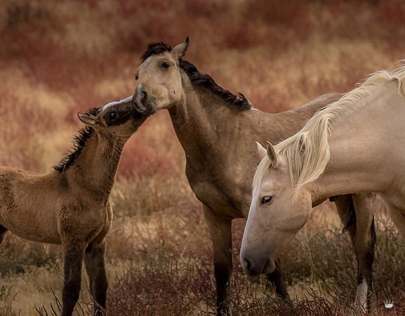 UtahPhotography-192