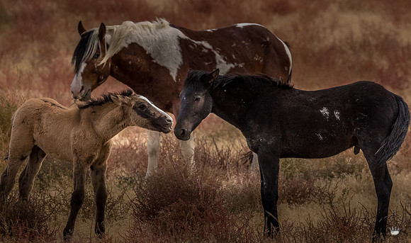 UtahPhotography-196
