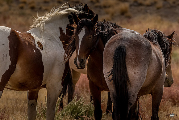 UtahPhotography-195