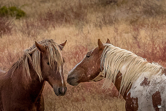 UtahPhotography-201