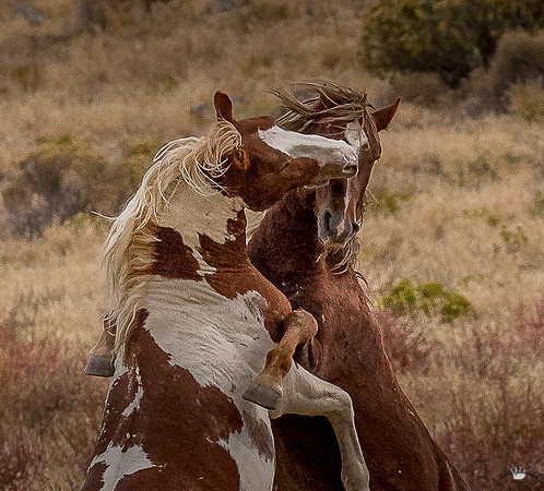 UtahPhotography-204