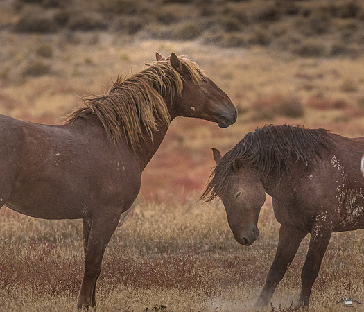 UtahPhotography-20