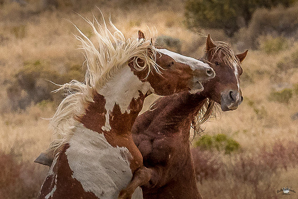 UtahPhotography-207