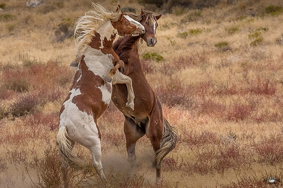 UtahPhotography-205
