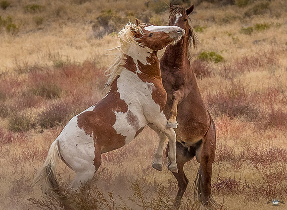 UtahPhotography-208