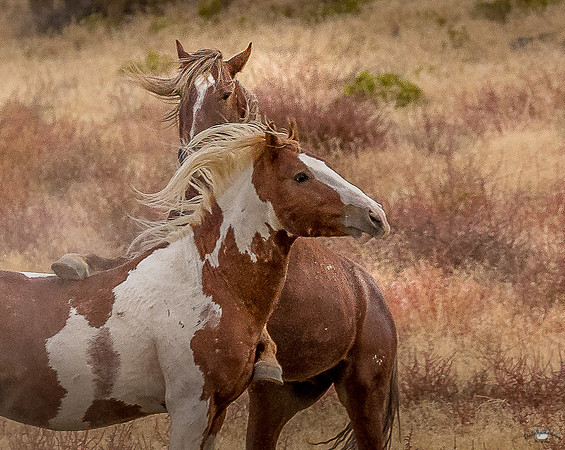 UtahPhotography-210