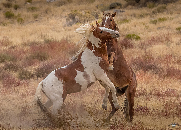 UtahPhotography-209