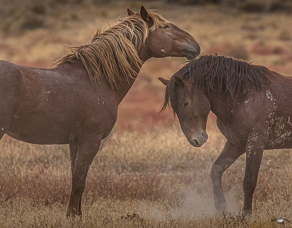 UtahPhotography-21