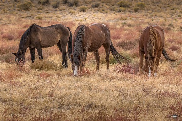 UtahPhotography-2