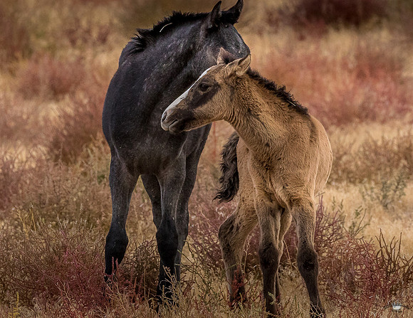 UtahPhotography-215