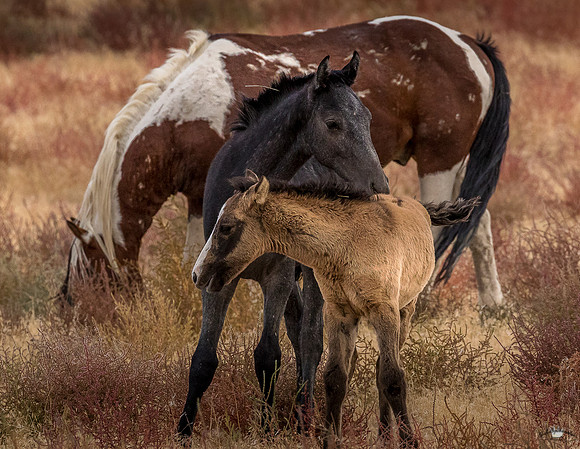 UtahPhotography-214