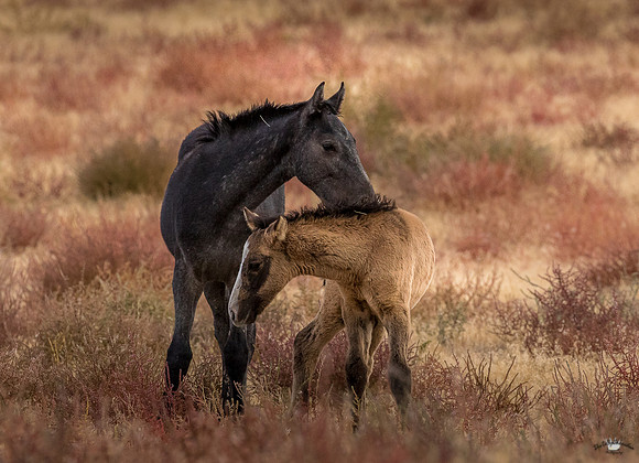 UtahPhotography-216