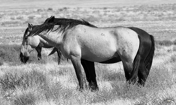 UtahPhotography-222