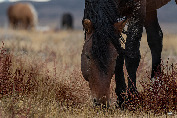 UtahPhotography-22