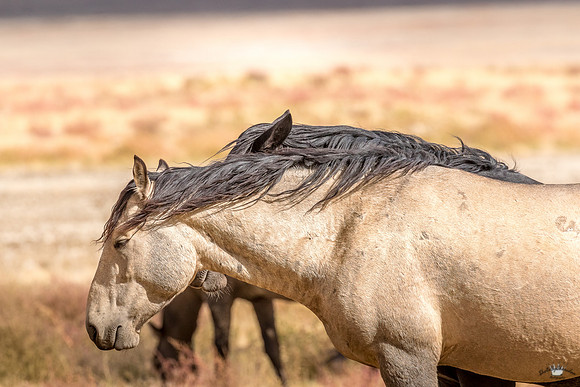 UtahPhotography-221