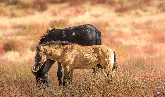 UtahPhotography-224