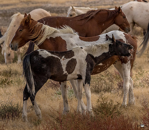 UtahPhotography-226