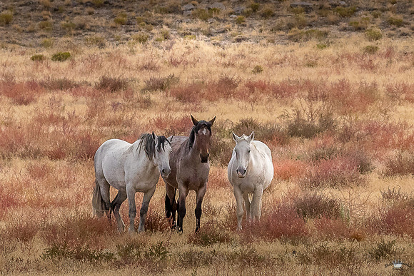 UtahPhotography-230