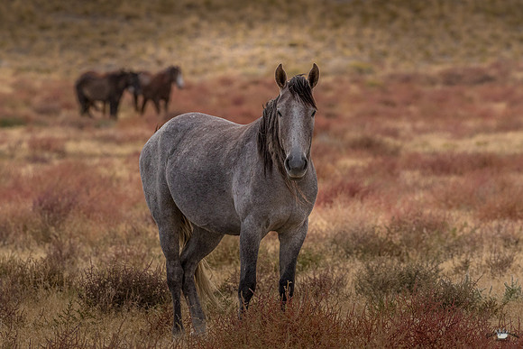 UtahPhotography-229