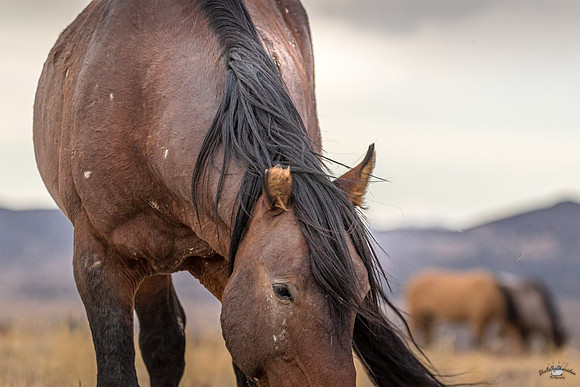 UtahPhotography-23