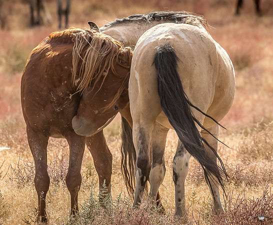 UtahPhotography-235