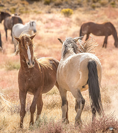 UtahPhotography-233