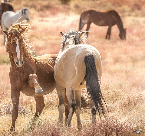UtahPhotography-234