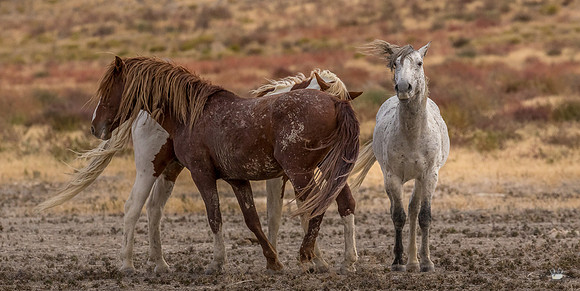 UtahPhotography-236