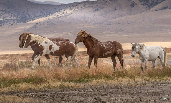 UtahPhotography-242