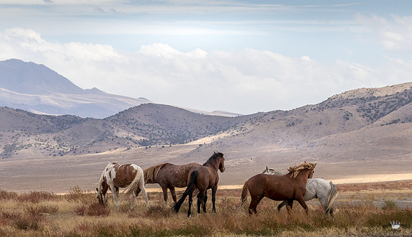 UtahPhotography-243
