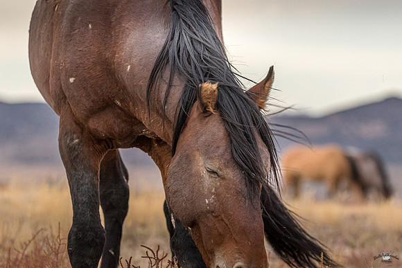 UtahPhotography-24