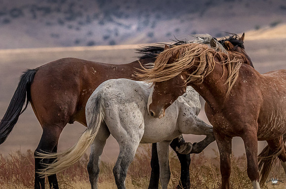 UtahPhotography-245