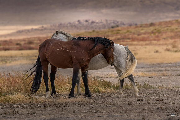 UtahPhotography-241