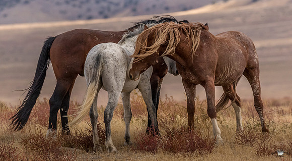 UtahPhotography-246