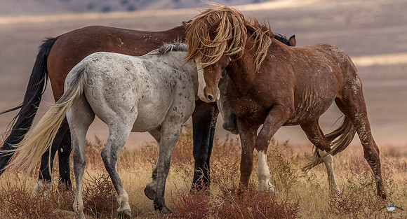 UtahPhotography-247
