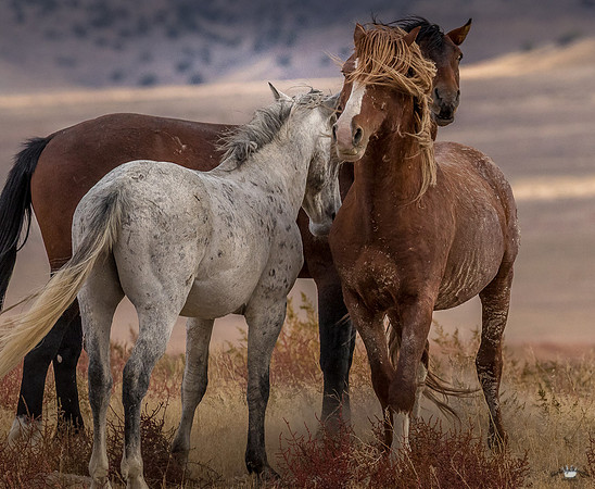 UtahPhotography-248