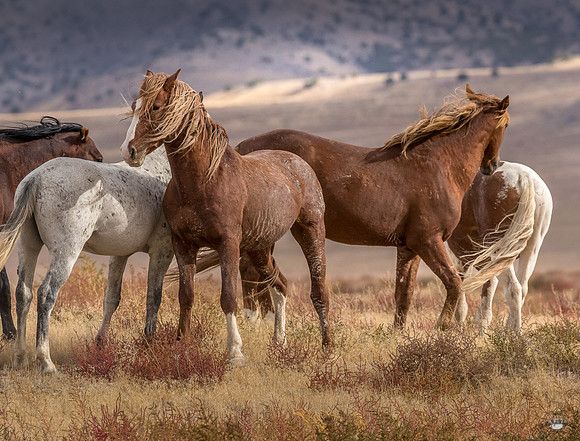 UtahPhotography-244
