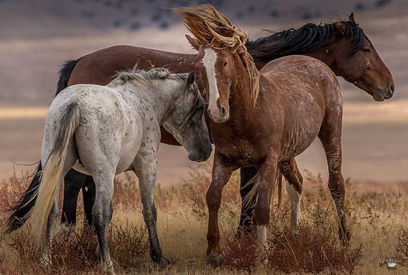 UtahPhotography-251