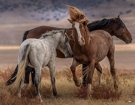 UtahPhotography-252