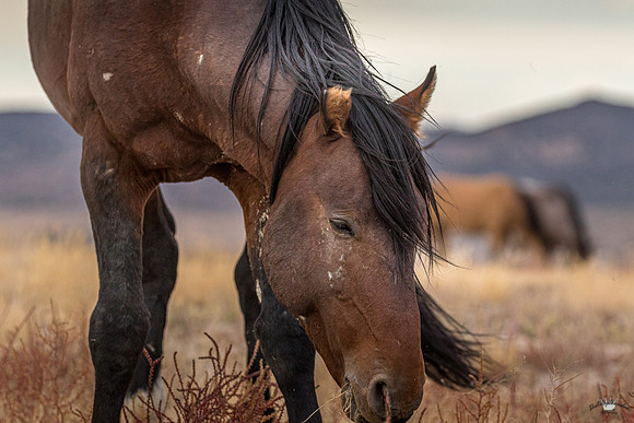 UtahPhotography-25